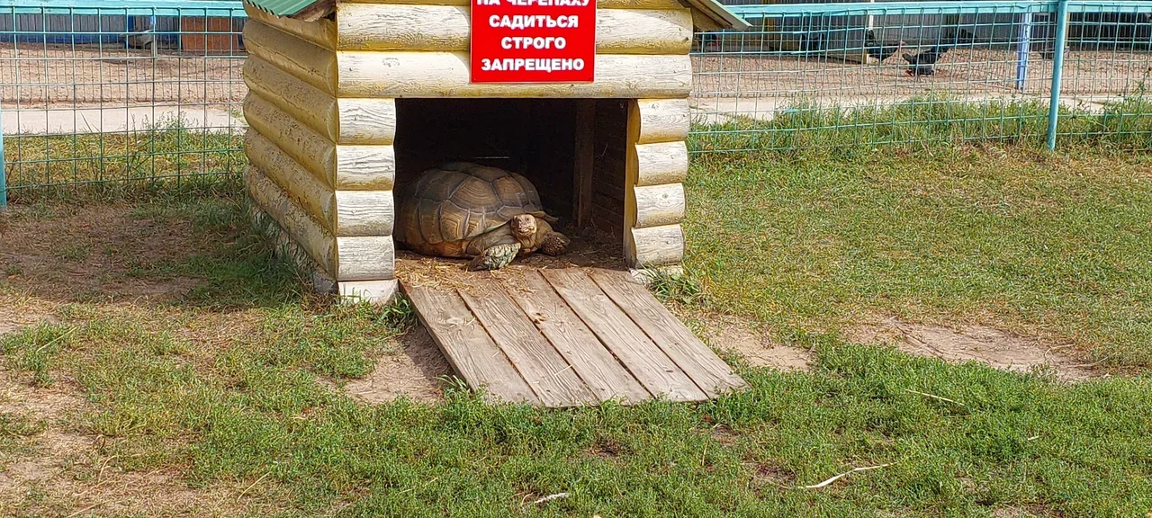 Фото Контактный зоопарк "Горки" (Коломна) - развлечение в Москве | Досугатор